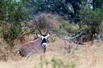 Een gemsbok schuilend tegen de regen in Mountain Zebra National Park