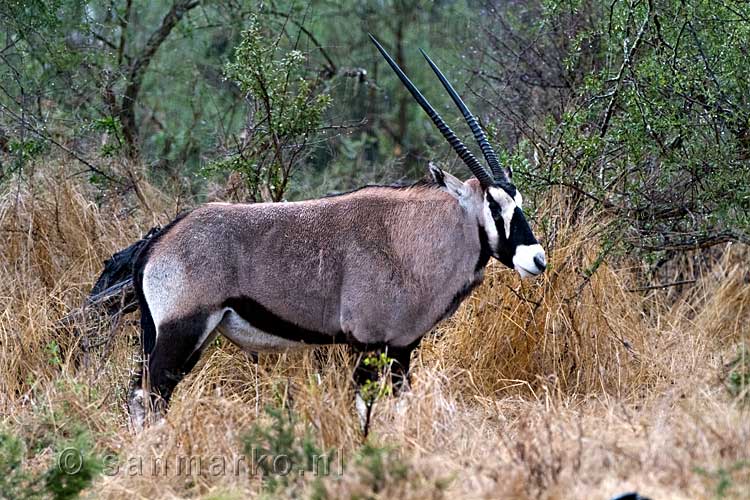 De Gemsbok besluit weg te lopen richting de bossen van Mountain Zebra National Park