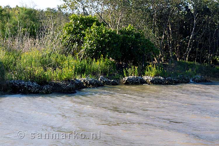 Gefosseliseerde oesterbanken in Lake Saint Lucia in Zuid-Afrika