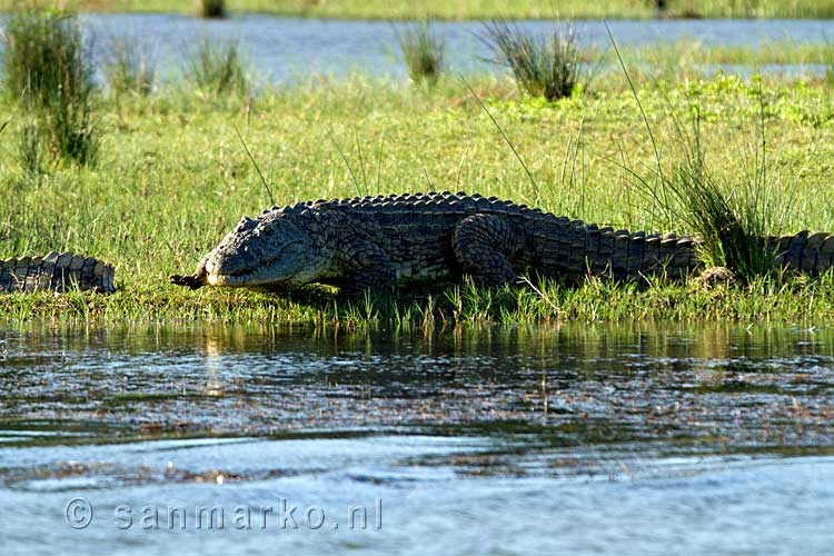 Een krokodil op de oever van Lake Saint Lucia tijdens onze bootcruise