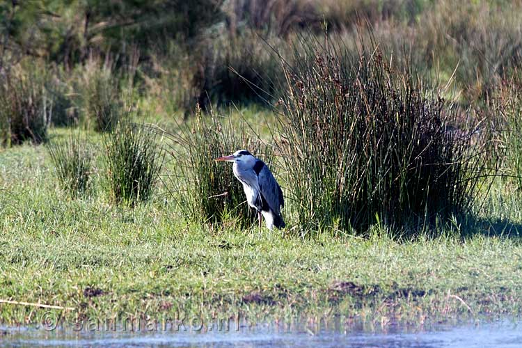 De blauwe reiger wordt ook gespot tijdens de bootcruise bij Saint Lucia