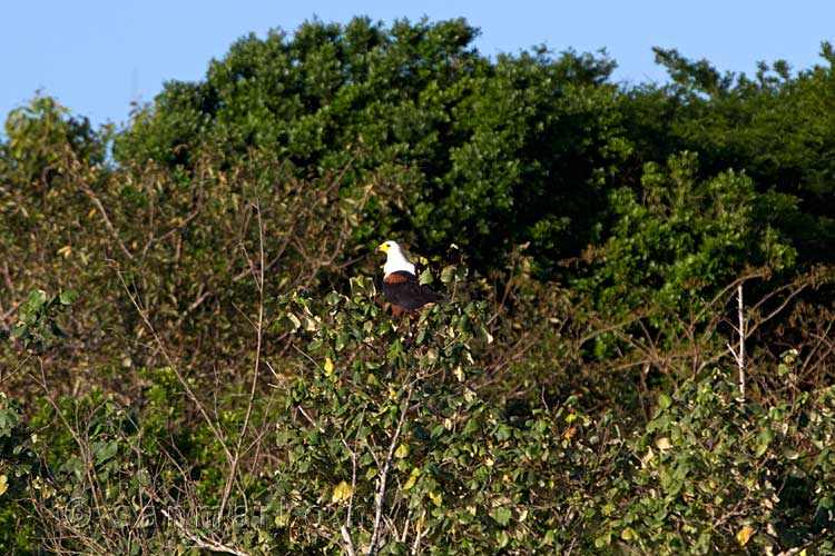 Een afrikaanse zeearend in de boom bij Lake Saint Lucia