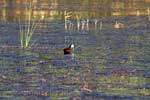De lelieloper in het water van Lake Saint Lucia