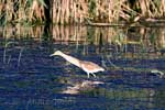 De ralreiger is in open water te zien, tussen het riet is hij onzichtbaar