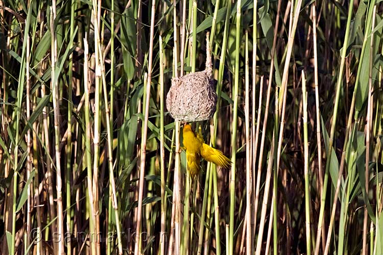 Een gele wever hangt onder zijn nest in het riet bij Lake Saint Lucia