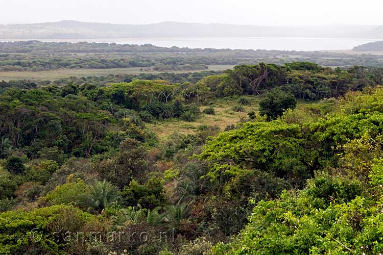 De mooie natuur van het iSimangaliso Wetland Park in Zuid-Afrika