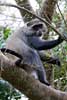 Een vervet of blauw aap in de bomen bij Cape Vidal bij Saint Lucia in Zuid-Afrika