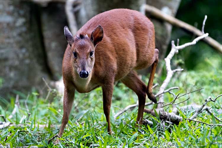 Een rode duiker bij Cape Vidal in het iSimangaliso Wetland Park bij Saint Lucia