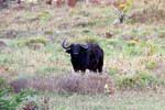 Een buffel loopt in de graslanden van iSimangaliso Wetland Park in Zuid-Afrika