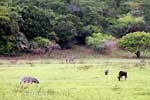 Een gnoe, een zebra, wrattenzwijn en een koedoe grazen samen in het iSimangaliso Park
