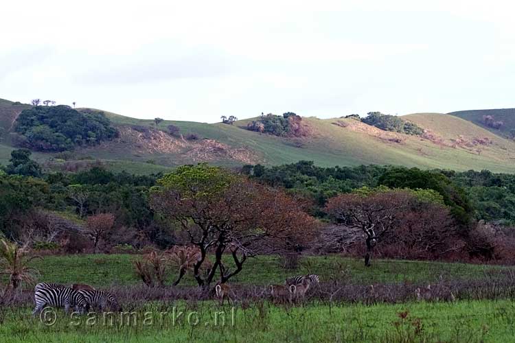 Zebra's grazen bij de duinen in het iSimangaliso Wetland Park in Zuid-Afrika