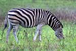 Een mooie Buchell's zebra in het iSimangaliso Wetland Park bij Saint Lucia