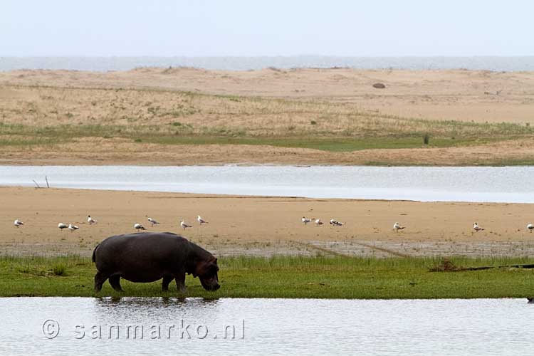 Een Nijlpaard wandelt over de over van Lake Saint Lucia in Zuid-Afrika