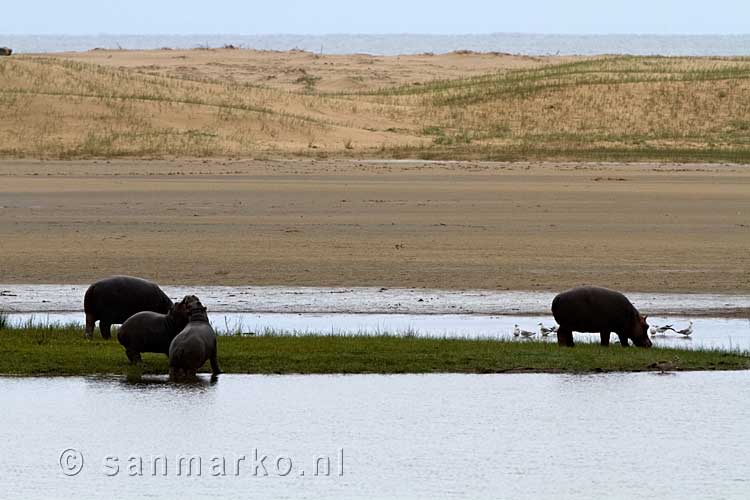 Een groep nijlpaarden op de oever van Lake Saint Lucia bij iSimangaliso Wetland Park