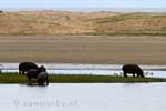 Een groep nijlpaarden op de oever van Lake Saint Lucia bij iSimangaliso Wetland Park