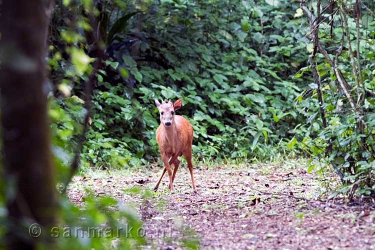 Een rode duiker schrikt van ons tijdens het wandelen over het Igwalgwala Trail