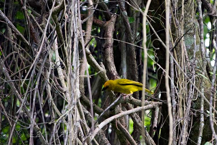 Een Afrikaanse Gouden wever - Ploceus subaureus in de boom bij het Igwalgwala Trail