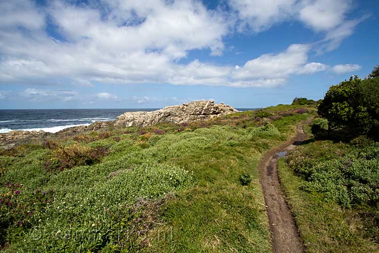 De mooie groene natuur maken deze wandeling erg leuk in Tsitsikamma National Park