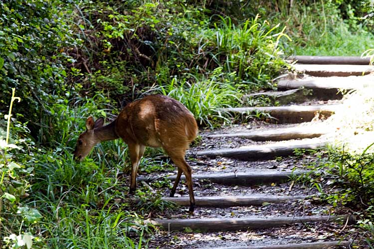 Een rode duiker op het wandelpad van het Otter Trail in Zuid-Afrika