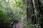 Het wandelpad doot het bos van de Blue Duiker Trail in Tsitsikamma National Park