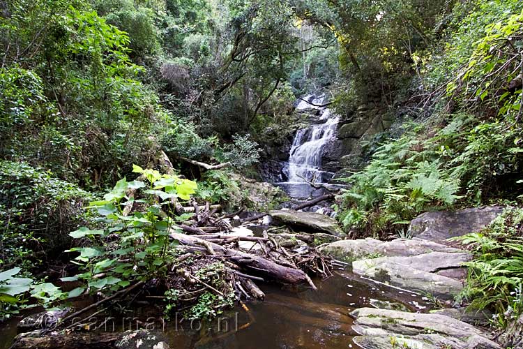 De mooie natuur van de waterval langs het Blue Duiker Trail in Tsitsikamma NP