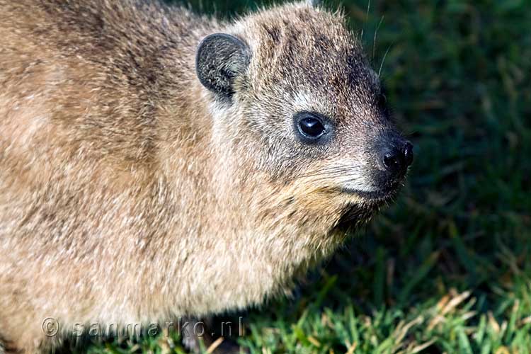 Een Klipdassie vlakbij ons huisje in het gras in Tsitsikamma National Park