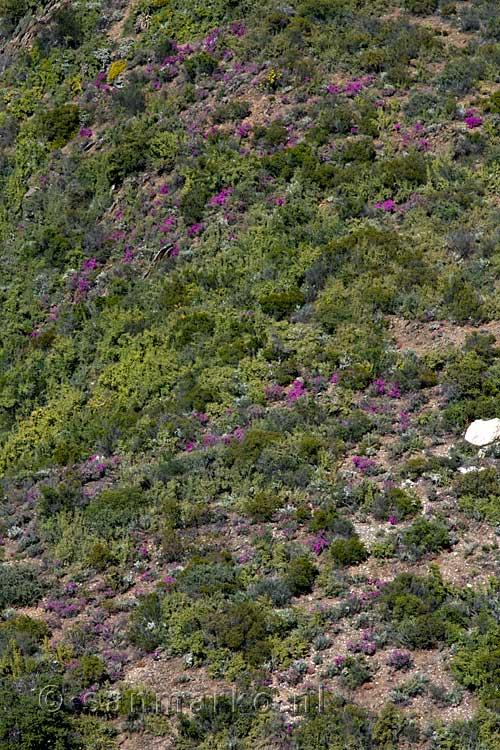 De bloemetjes van de lente langs de R62, de tuinroute in Zuid-Afrika