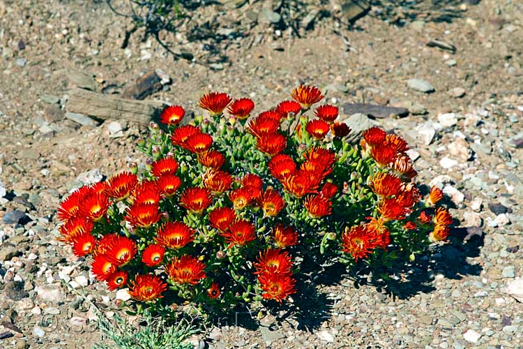 Knalrode bloemen langs de Tuinroute, de R62 in Zuid-Afrika