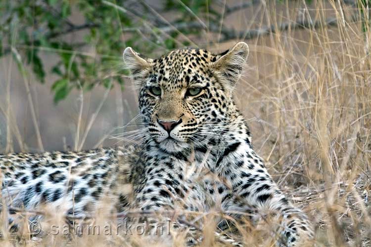 Dit mooie luipaard hoort ook tot de Big Five in Zuid-Afrika