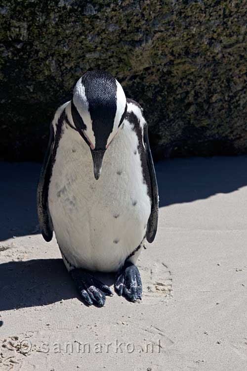 Een Pinguïn bij Boulders Beach op de Kaap bij Kaapstad