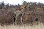 Een Giraffe met net geboren jong in Kruger National Park in Zuid-Afrika