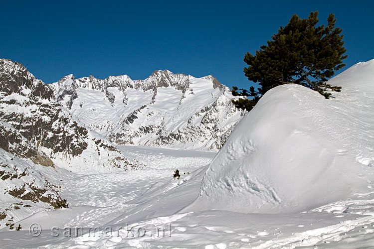 De Aletschgletsjer vanaf de winterwandelweg bij Riederalp in Wallis