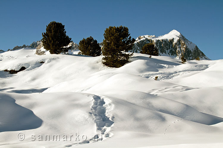 De natuur in de winter tijdens het wandelen van Riederalp naar Riederfurka