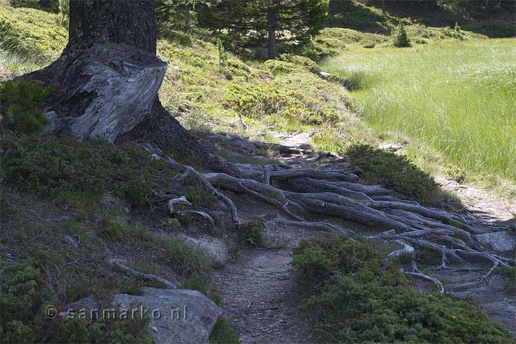 Veel gebruikt wandelpad bij Moosalp in Wallis