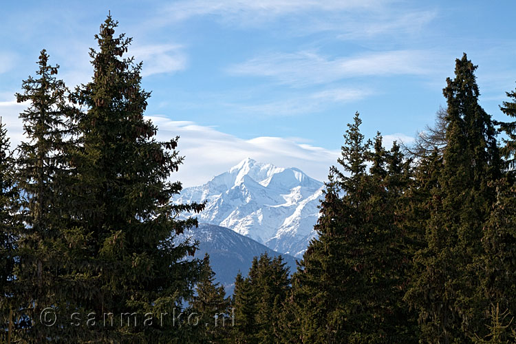 Tussen de bomen door zie je de Weisshorn boven het Rhônedal in Wallis