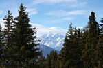 Tussen de bomen door zie je de Weisshorn boven het Rhônedal in Wallis