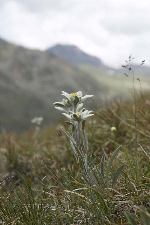 Veel gezien bij de Turtmannhütte in Wallis, Edelweiss