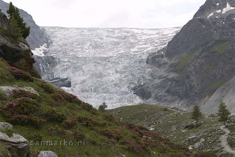 Alpenrozen in Wallis met op de achtergrond de Turtmanngletsjer