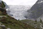 Alpenrozen in Wallis met op de achtergrond de Turtmanngletsjer