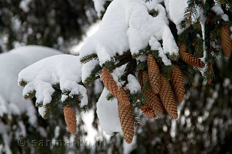 Dennenappels in de boom met een dikke laag sneeuw erboven