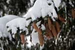 Dennenappels in de boom met een dikke laag sneeuw erboven